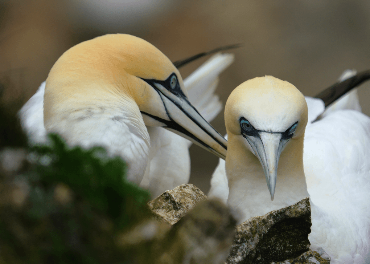 Birds 47