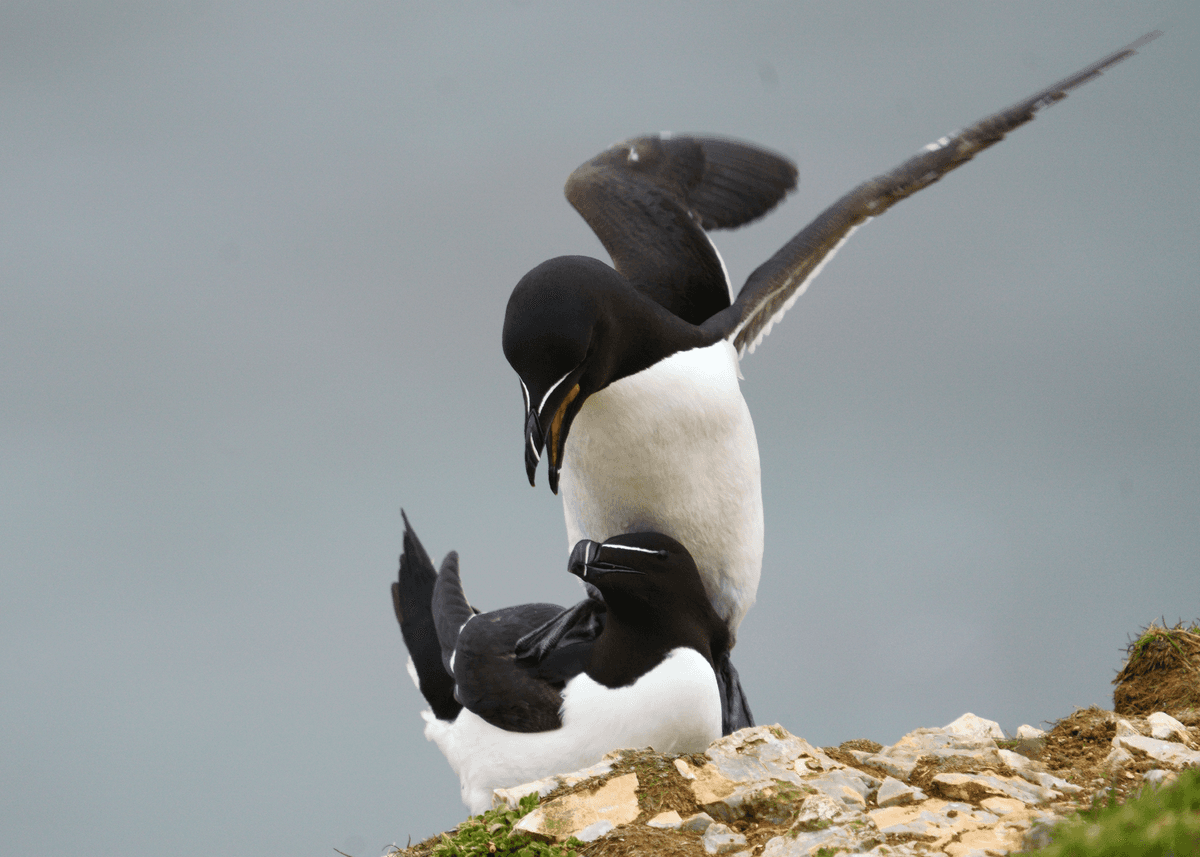 Birds 23
