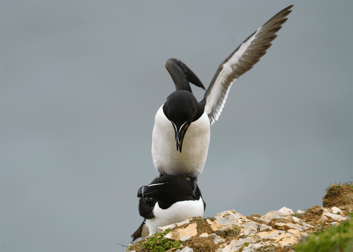 Birds 37