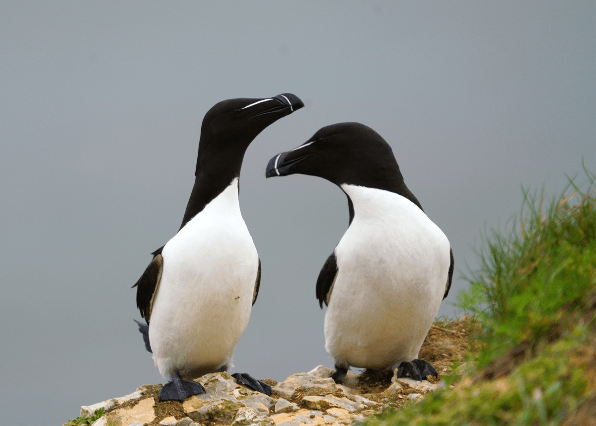 Birds 36