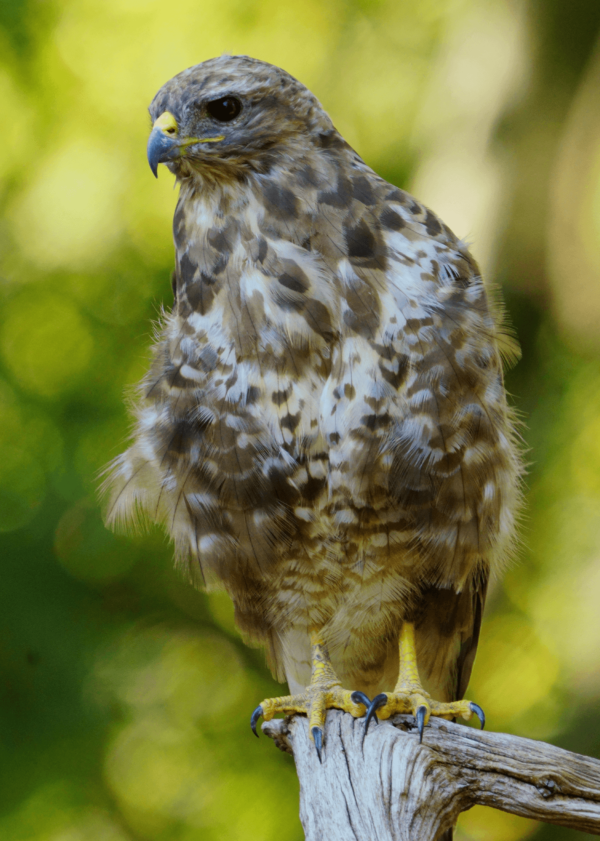 Birds 48