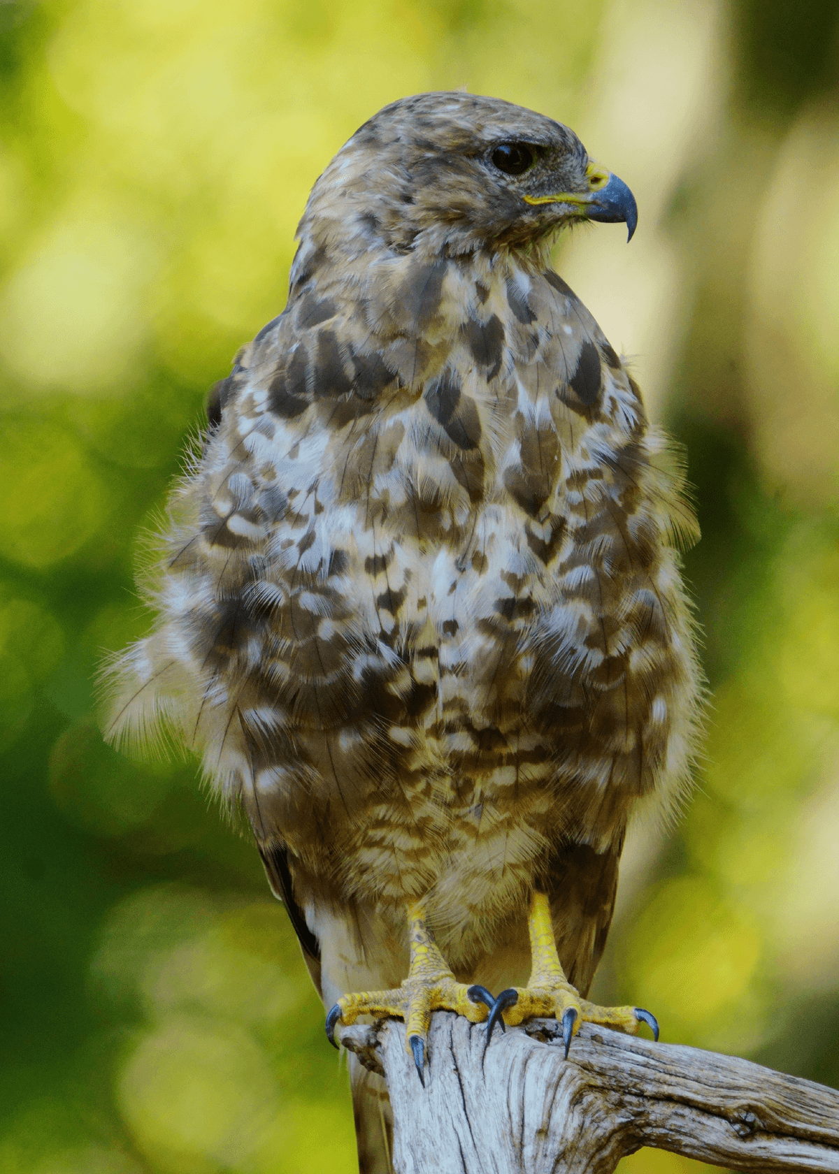 Birds 57