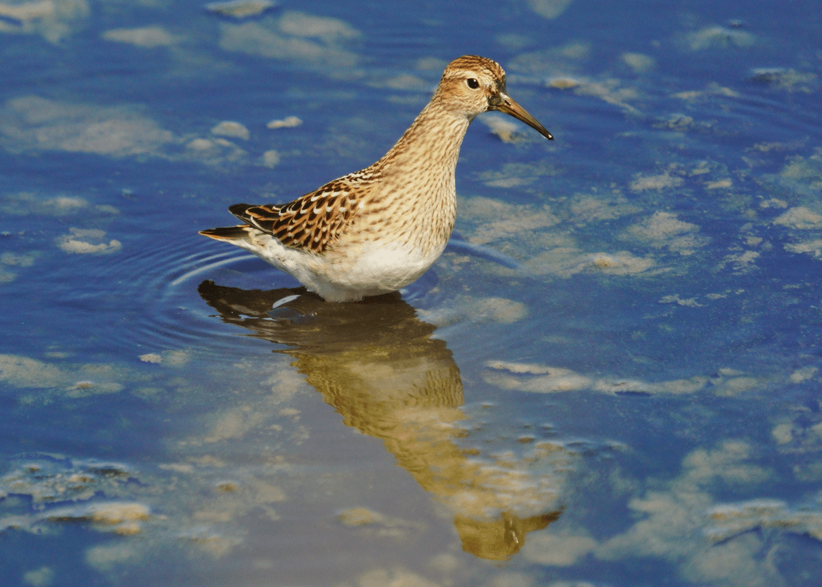 Birds 16