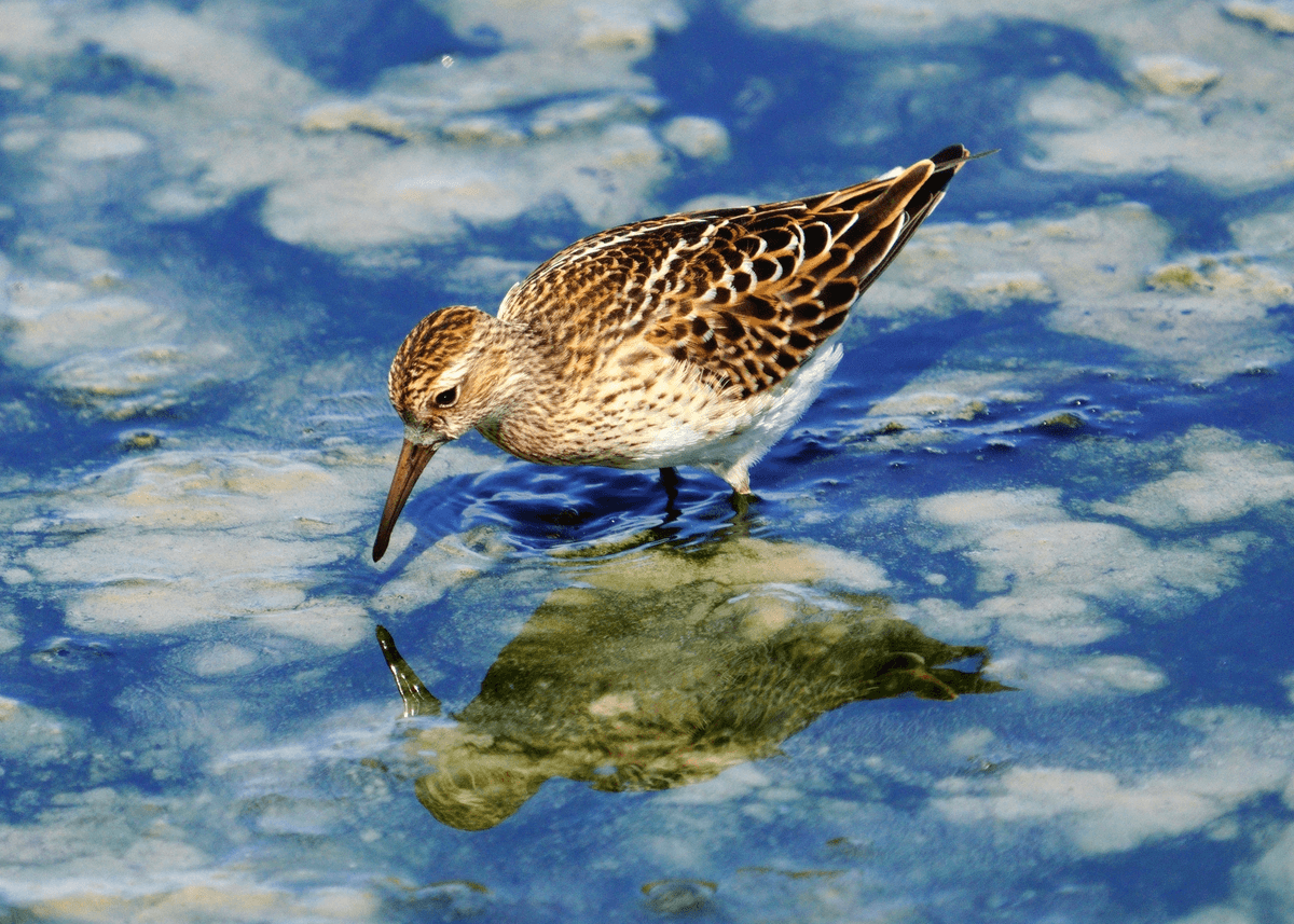 Birds 46